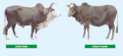 achai cattle