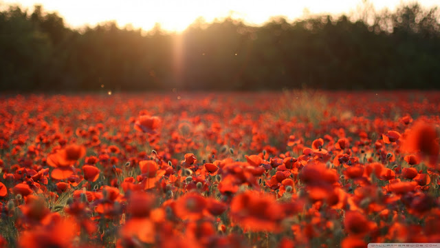 poppies, meadow, beautiful wallpapers