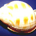 Scotch Bonnet (sea Snail) - North Carolina State Shell