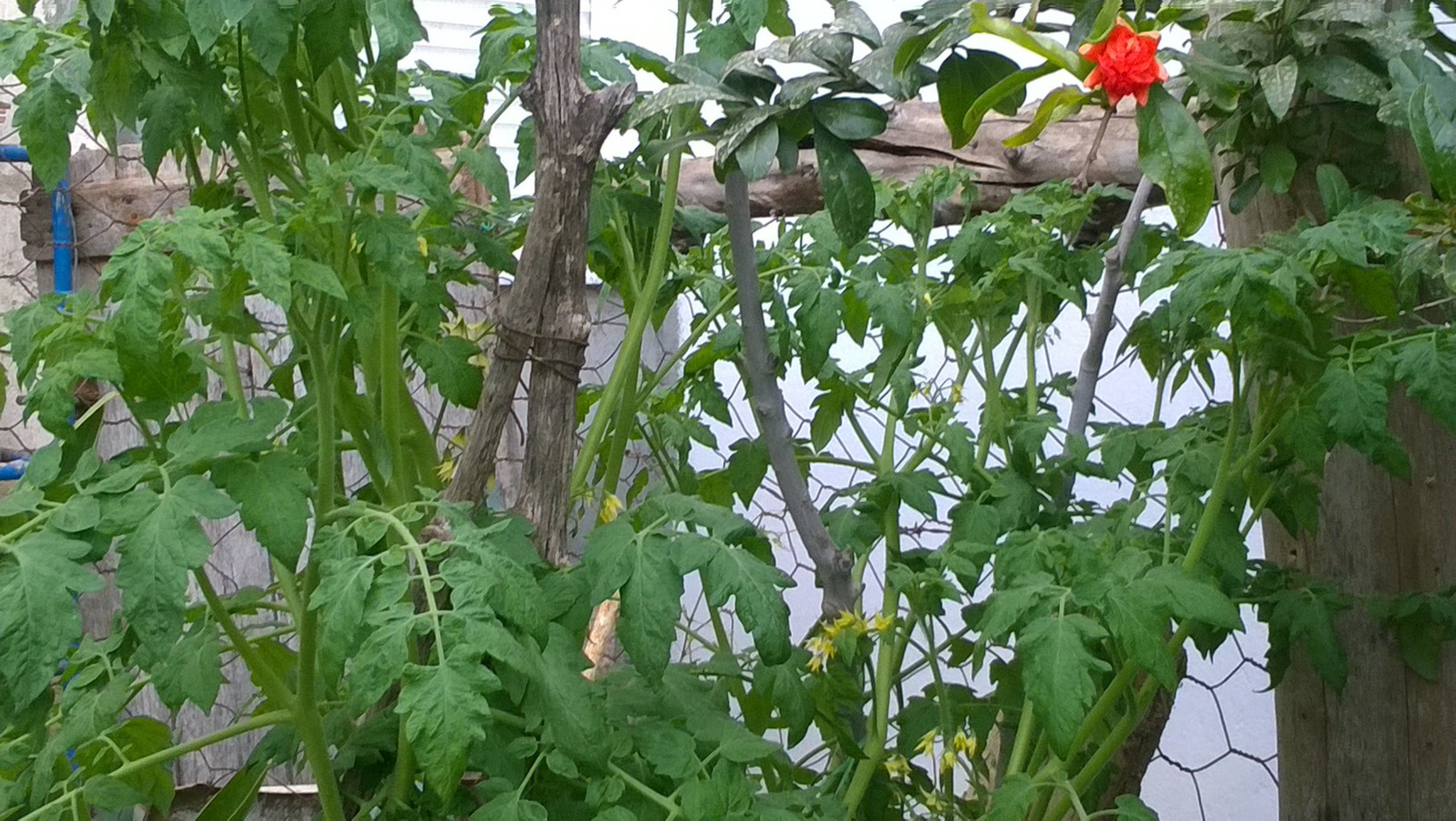 My organic tomatoes are growing very well in my garden