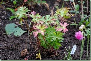 Geranium himalayense 'Gravetye'