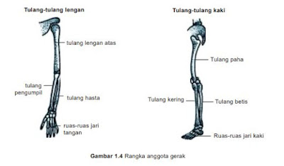 Kerangka anggota gerak manusia