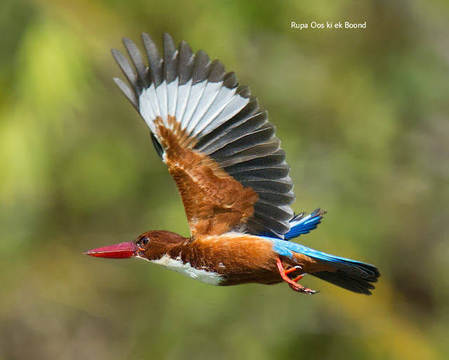 पश्चिम बंगाल का राज्य पक्षी (State Bird of West Bangal) || श्वेतग्रीवा किलकिला ( White-throaterd kingfishe) || Halcyon smyrnensis ||