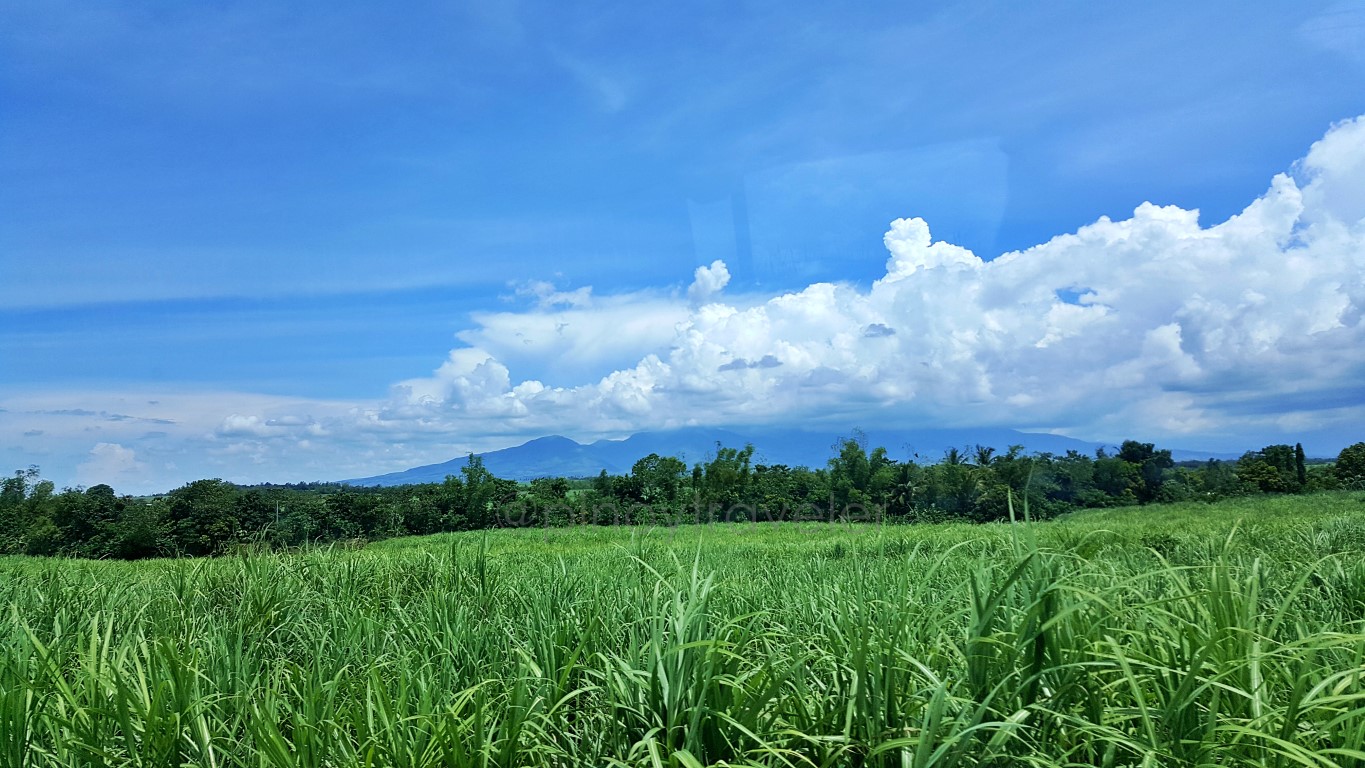 sugarcane fields in Victorias City approaching Manapla Negros Occidental
