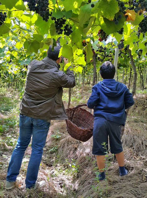 Vindima na Serra Gaúcha: lugares onde você pode participar da colheita e pisa das uvas