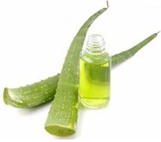 Manfaat aloe vera dan minyak jojoba