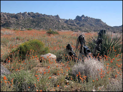 Sawtooth Mountains,desert mallow,wildflowers,flowers,desert,Mojave,yucca