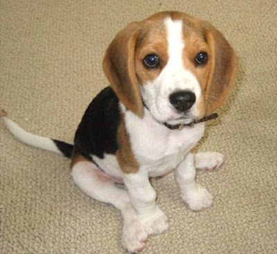 Beagle Puppy Picture