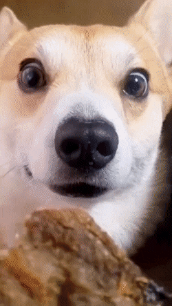 Dog Staring Dog GIF