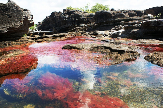 cano cristales 8%255B2%255D أجمل أنهار العالم ، نهر كانو كريستال ذو الألوان الخمسة في كولومبيا