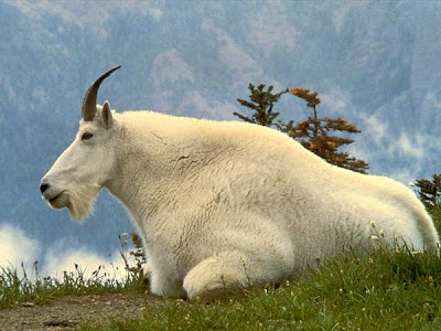 The types and pictures of beautiful goats.