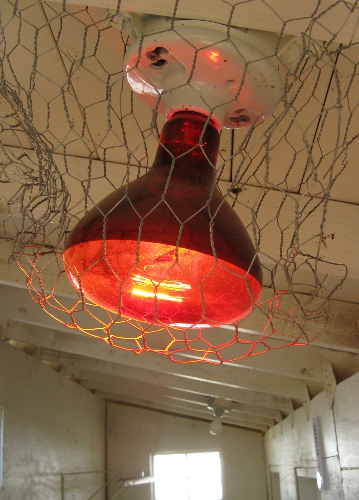 Life in a Little Red Farmhouse: Red light for chickens