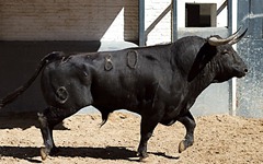 Toros