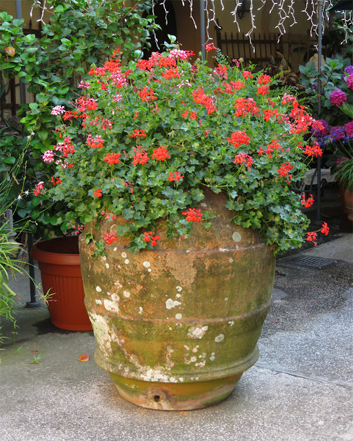 Flowers in an unusual vase, Via Goldoni, Livorno