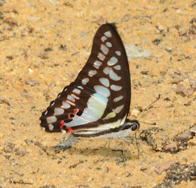 Blue Jay (Graphium evemon eventus)