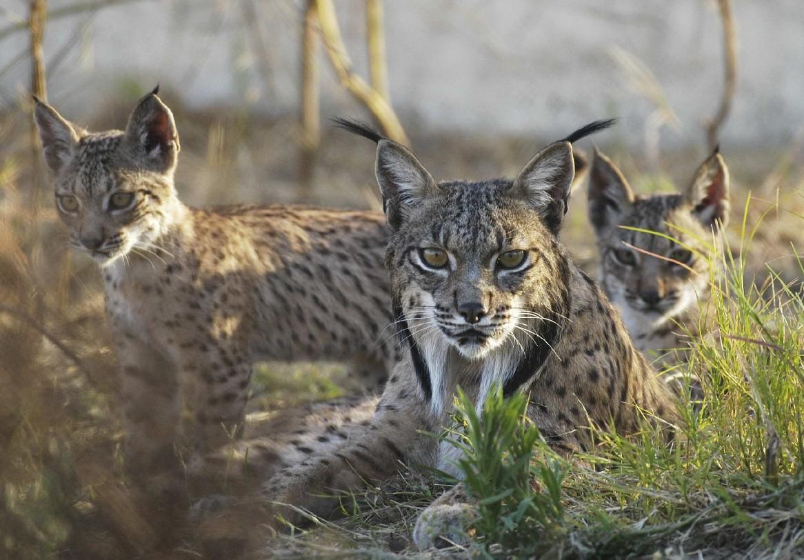 Let's Draw Endangered Species! : ): Iberian Lynx