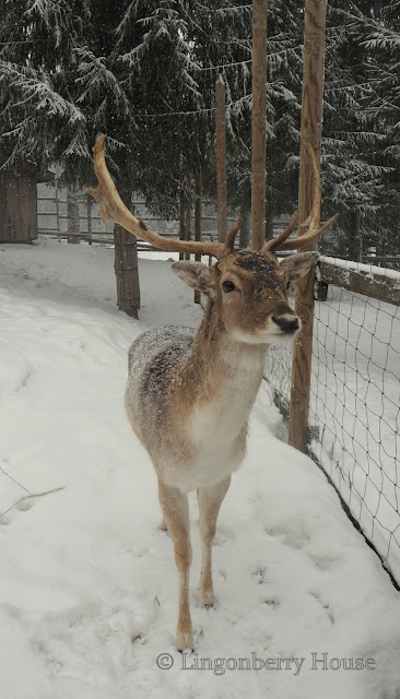 lingonberryhouse, himos, hirvikartano, moosing experience, jämsä, peura, poro, lomareissu, deer, reindeer