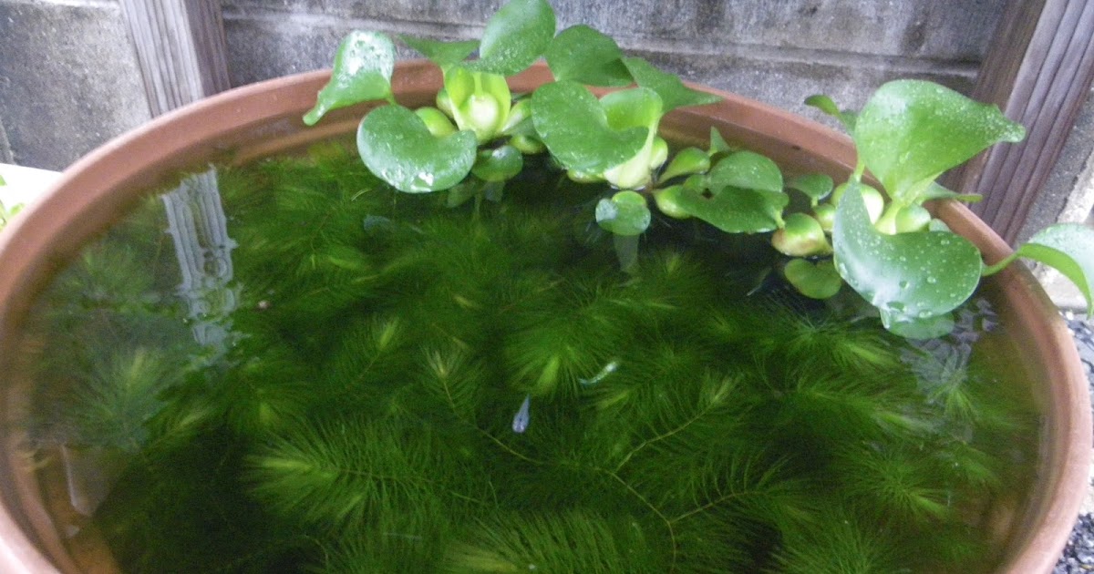 マツモの育て方 In メダカのビオトープ メダカの大工
