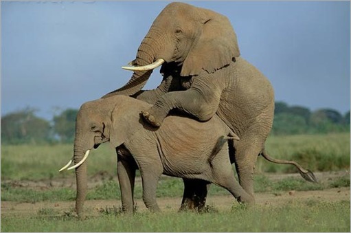 Animal Typed Love