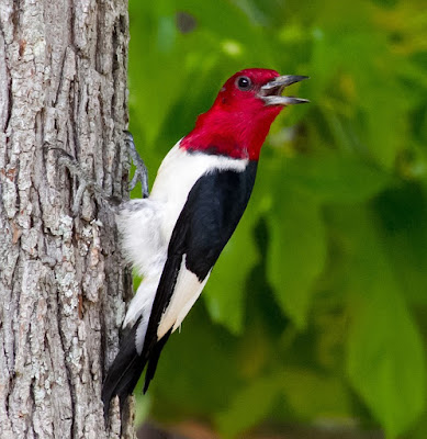 bird pictures to paint