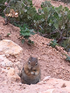 ecureuil - squirrel - tamia - Bryce canyon NP