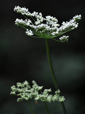 Cow Parsnip