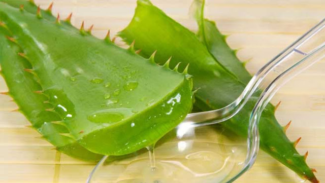 ALOE VERA CONTRA ENVELHECIMENTO PRECOCE