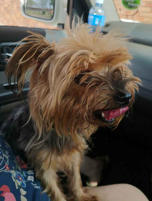 Adopt a Yorkshire Terrier Female Candy