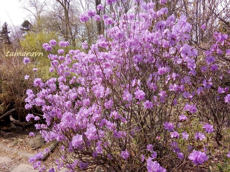 Рододендрон остроконечный (Rhododendron mucronulatum)