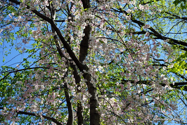 {Erin Out and About} Sakura in Kariya Park