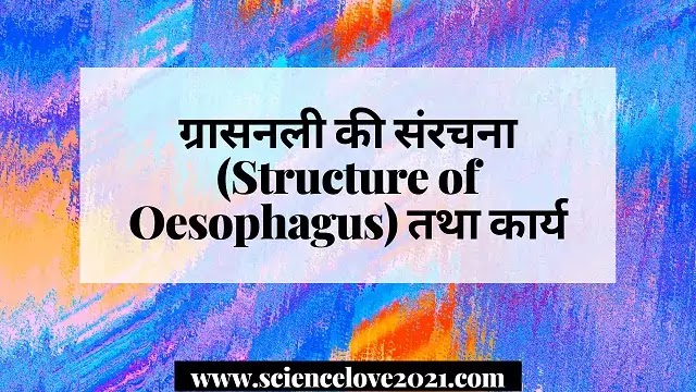 ग्रासनली की संरचना (Structure of Oesophagus) तथा कार्य|hindi