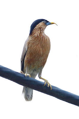 "The Brahminy Starling has an impressive appearance. This bird really sticks out with its glossy blue-black head, neck, and upper body, accented by a distinctive white patch on its wings. This bird has Avian Keratin Disorder (AKD), and its underparts have a delicate beige colour."