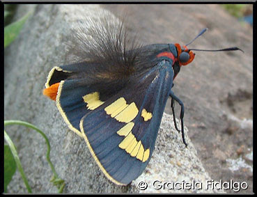 Mariposa pintada del palmar Pseudosarbia phoenicicola