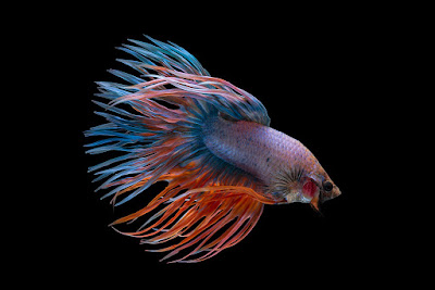 Crowntail Betta fish