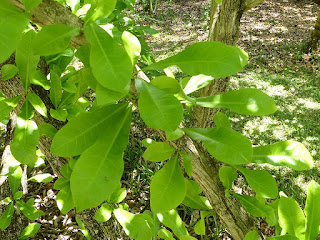 Calebassier - Crescentia cujete