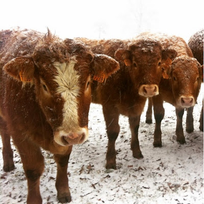 cows, winter, hiver, creuse, Limousin, nature, France, countryside