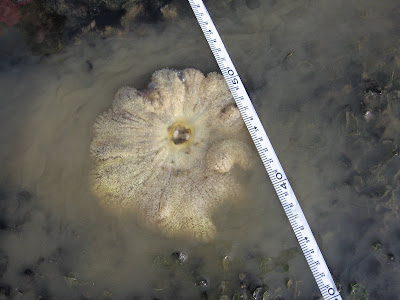 carpet anemone