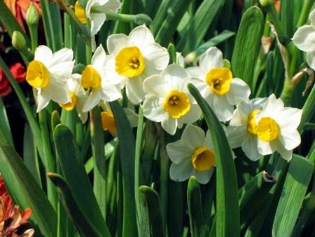 Daffodils 013