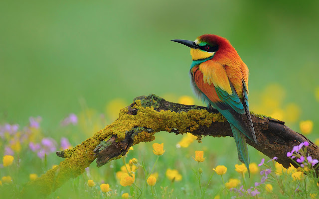 Photography Of Birds