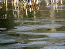 pattern in water