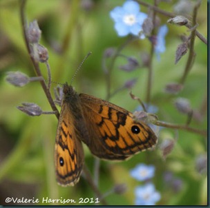 wall-butterfly