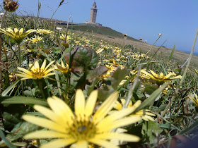 Flower and Tower   Sprint in Tower of Hercules (Corunna, Spain)   by E.V.Pita   http://evpita.blogspot.com/2011/05/flower-and-tower-flores-torre-de.html   Flores + Torre de Hércules  (Primavera en Torre de Hércules, A Coruña)  por E.V.Pita