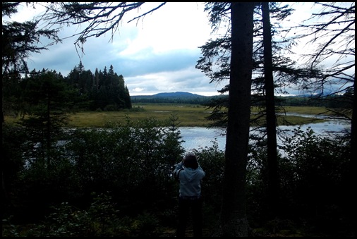 Looking for moose 008