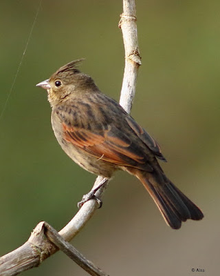 Crested Bunting 