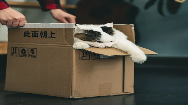 Cat Love Boxes