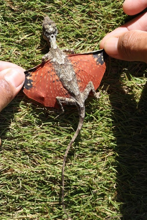 Lizard with Wings