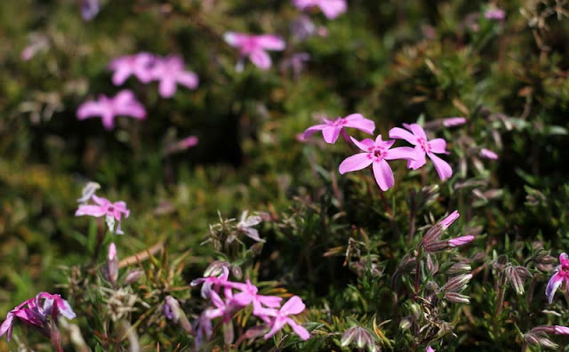 Phlox Subulata Flowers