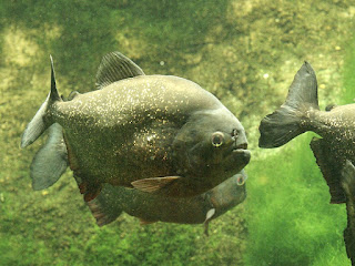 Piranha à ventre rouge - Pygocentrus nattereri - Piranha rouge