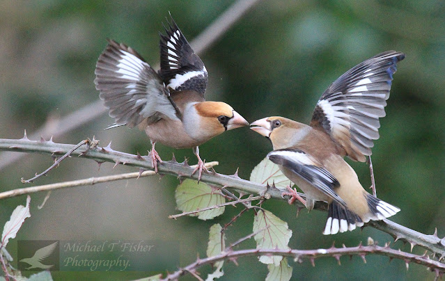 Hawfinch (coccothraustes Coccothraustes)