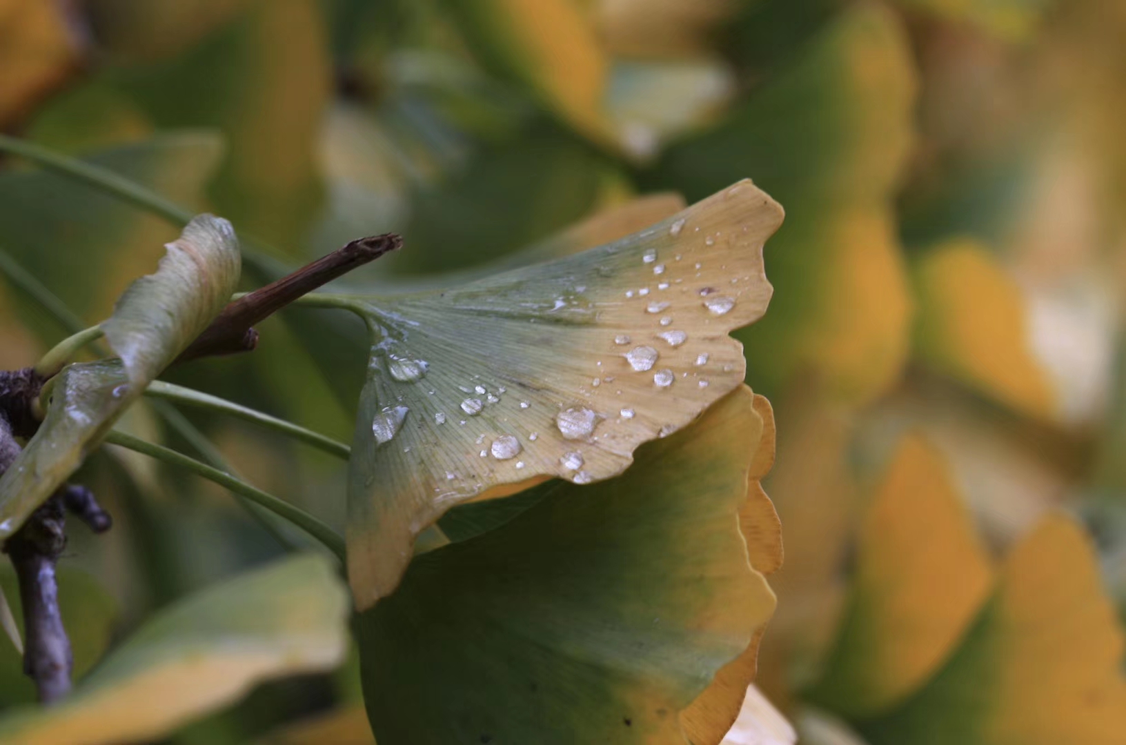 60 colorful leaves photograph pictures, come and see my collection